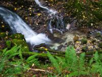 Farne am Bachufer mit Kaskade - Steinbach